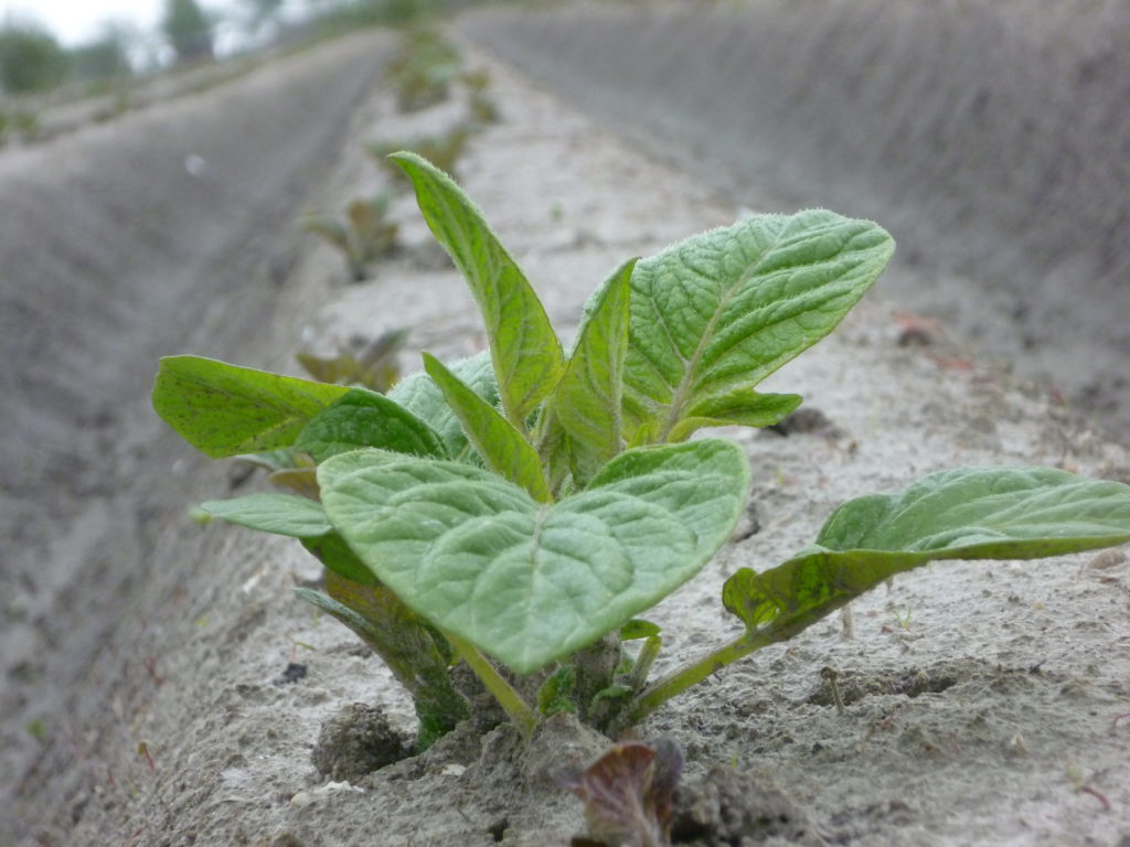 Aardappelplant