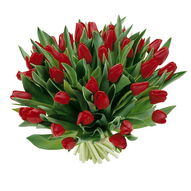 tulpen-rood